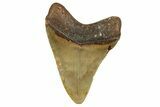 Fossil Megalodon Tooth - North Carolina #344068-1